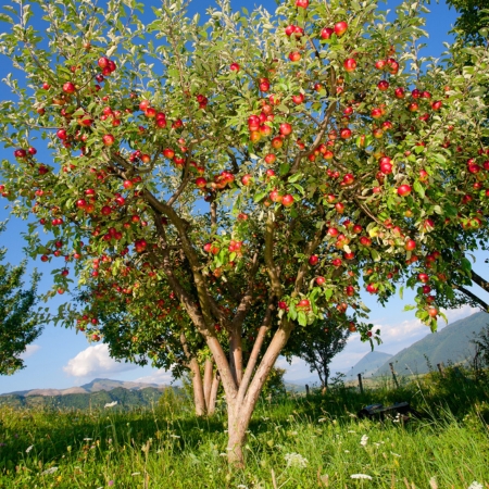 Fruit Trees 