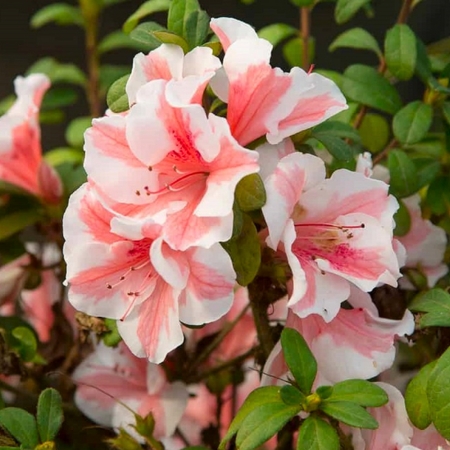 Departments - Azalea Encore Autumn Starburst