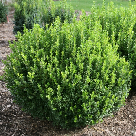 Evergreen Shrubs